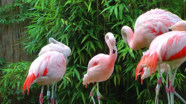 Uccello Rosa Animale Pellicano — Video Stock