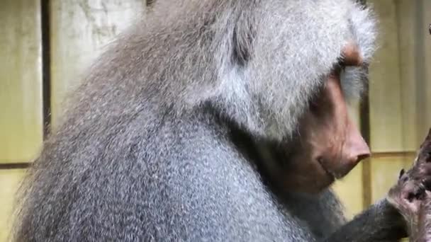 Animales Orangutanes Jaula — Vídeo de stock