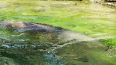 Deniz köpek doğada Hayvanat Bahçesi