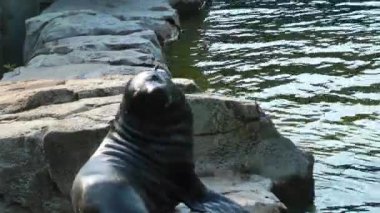 Deniz köpek doğada Hayvanat Bahçesi