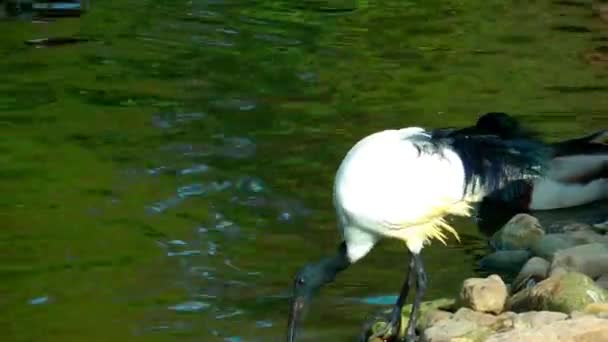 湖の近くの鳥 — ストック動画