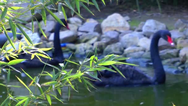 Cisne Negro Naturaleza — Vídeos de Stock