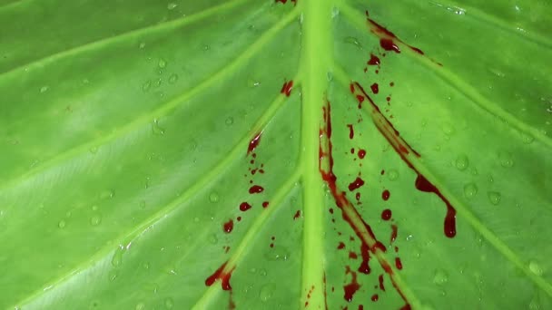 绿叶上的鲜血 — 图库视频影像
