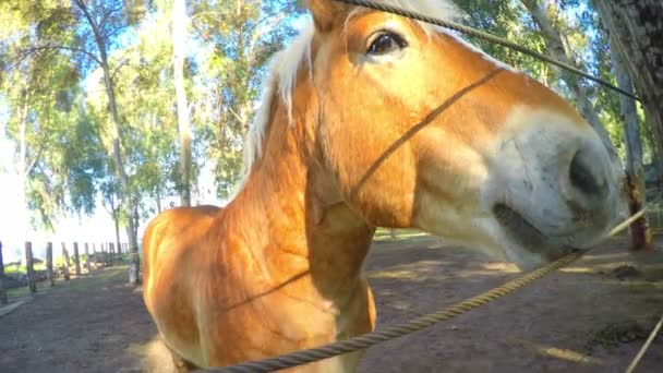 Ζώα Άλογα Στον Αχυρώνα — Αρχείο Βίντεο