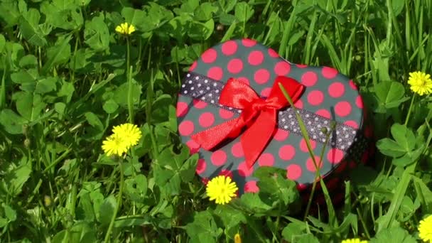 Gift Box Grass — Stock Video