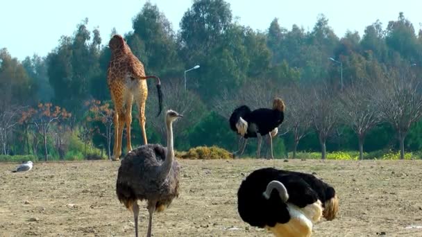 Giraffe Struisvogel Dierentuin — Stockvideo