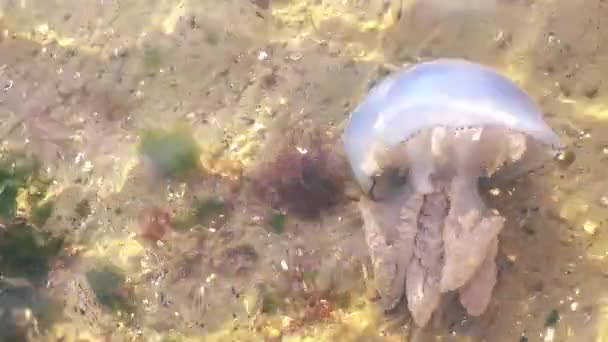 Méduses Dans Eau Mer — Video