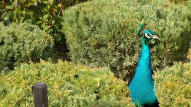 Yeşil doğada peacock