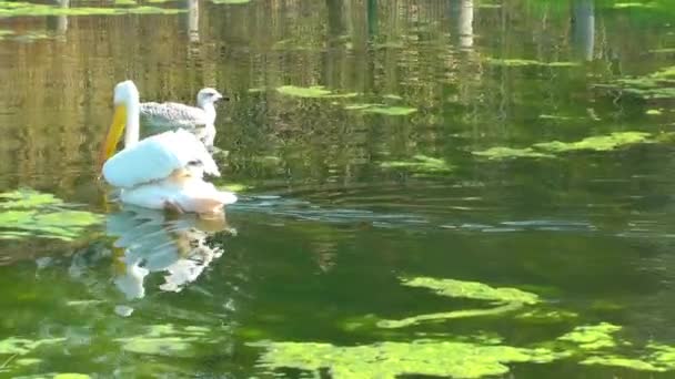 Pelican Seagull — Stock Video