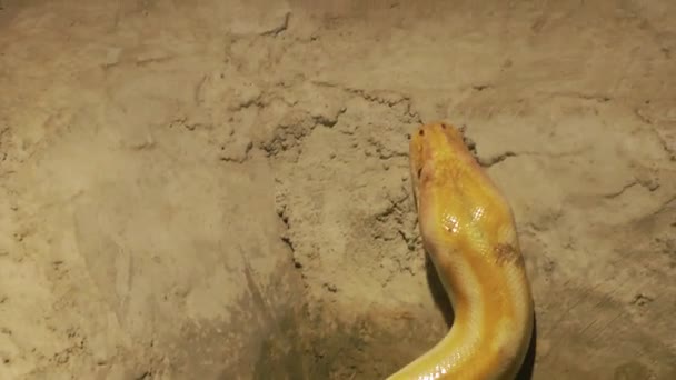 蟒蛇蛇在移动 — 图库视频影像