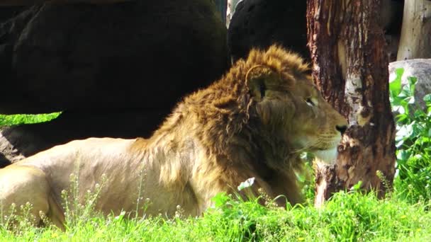 León Naturaleza Verde Zoológico — Vídeos de Stock