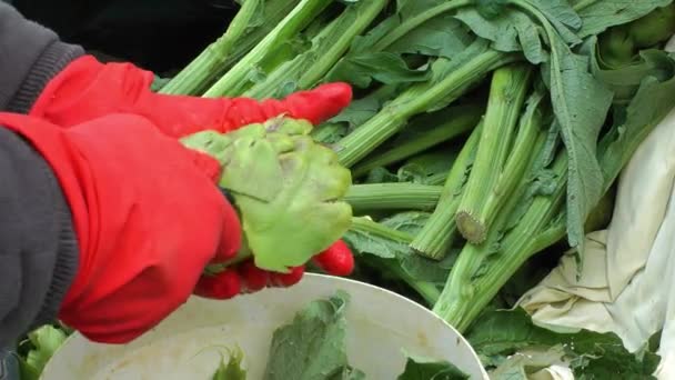 Preparazione Carciofi Vegetali Cucinare — Video Stock