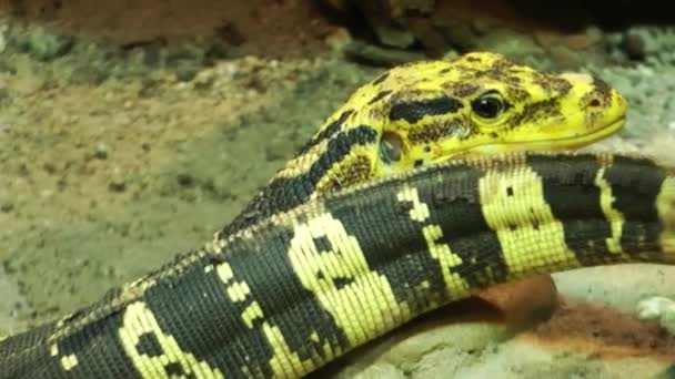 Iguana Animal Dans Zoo — Video