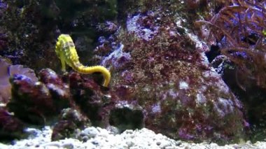 Seahorse deniz balık hayvan