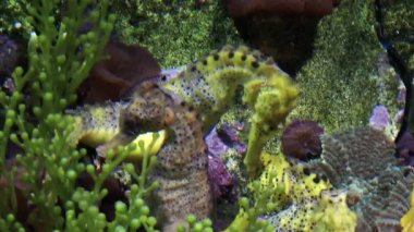Seahorse deniz balık hayvan
