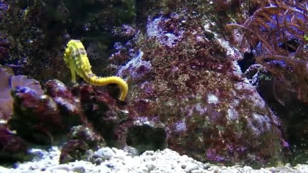 Seahorse Havet Fisk Djur — Stockvideo