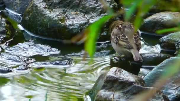 Dierlijke Sparrow Met Bad — Stockvideo