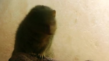 Hayvanat Bahçesi hayvan Racoon