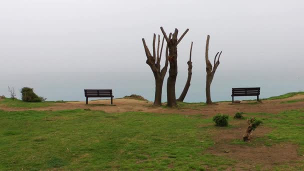 Árbol Madera Sienta — Vídeos de Stock