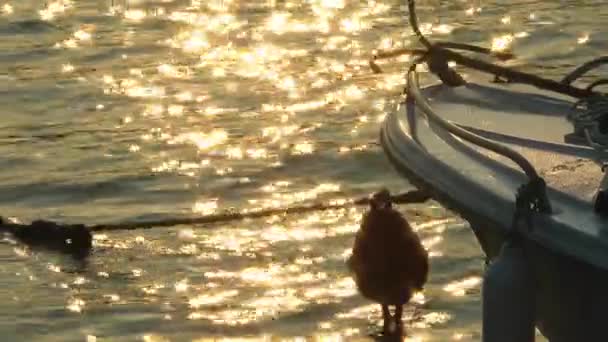 Fiskebåt Och Sol Reflektion Över Havet — Stockvideo
