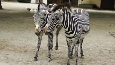 Zebra memeli hayvan Hayvanat Bahçesi