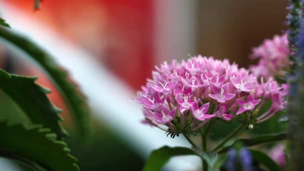 Pink Flowers Flora View — Stock Video