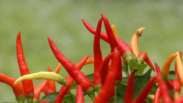 Red Dry Pepper — Stock Video