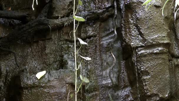 Pedras Cachoeira Natureza — Vídeo de Stock