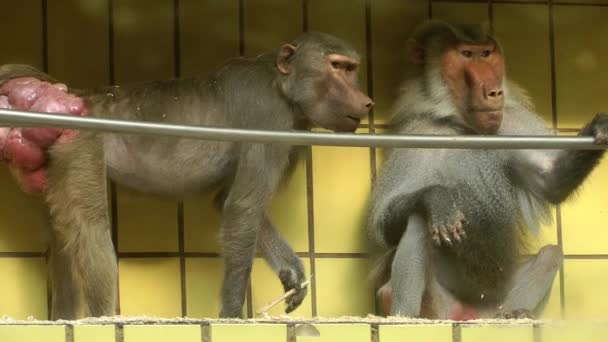 Monos Enfermos Zoológico — Vídeo de stock