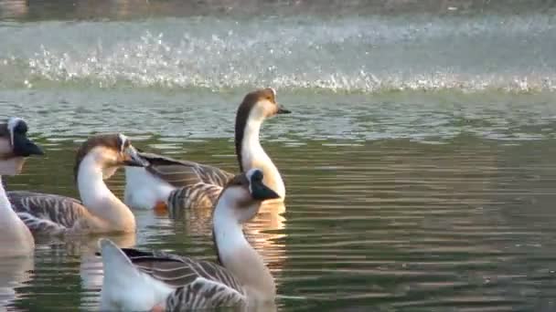 グリーン湖のガチョウ鳥動物 — ストック動画