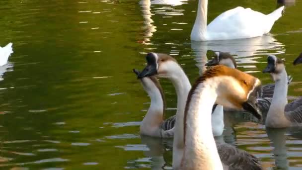 グリーン湖のガチョウ鳥動物 — ストック動画