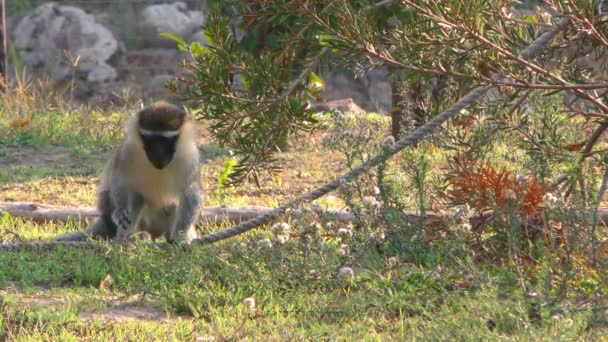 Opice Přírodě Zoo — Stock video