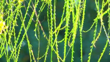 Yapraklar yeşil doğada