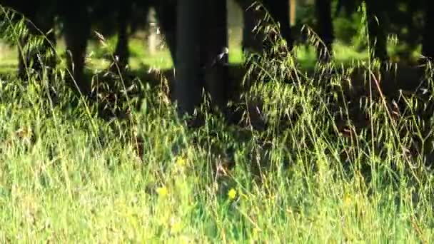 Листья Зеленой Природе — стоковое видео