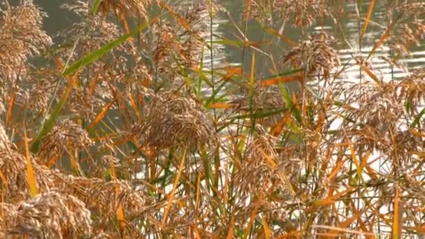 Reeds Lago Natureza — Vídeo de Stock