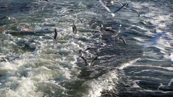 Djur Fågel Seagull Flygande — Stockvideo