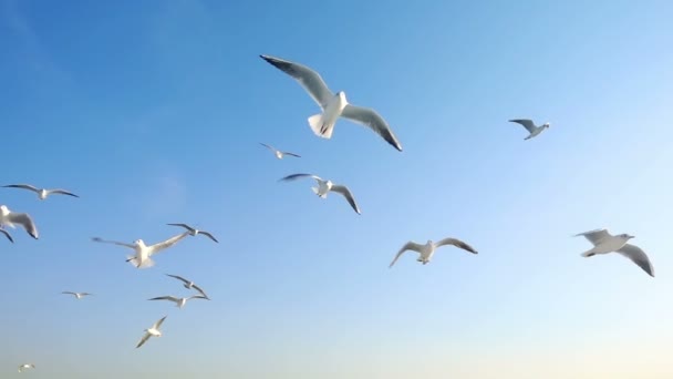 Gabbiano Degli Uccelli Volanti — Video Stock