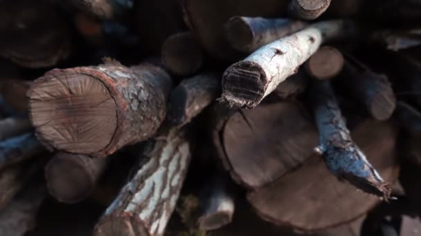 Промышленная Концепция Рубки Леса — стоковое видео