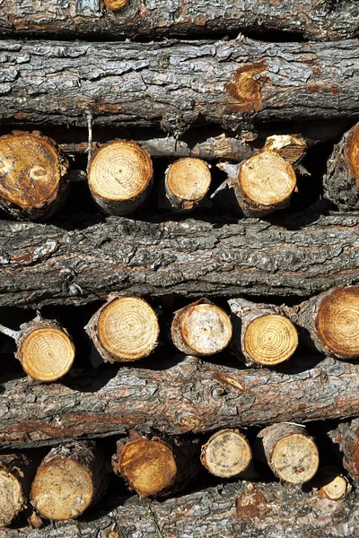 Chopped Wood Logs Sale — Stock Photo, Image