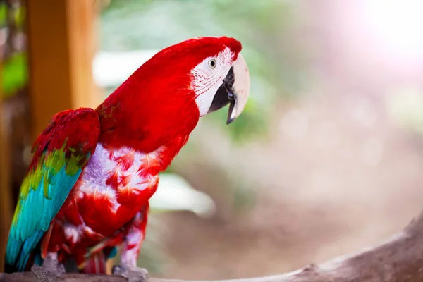 Papağan Yabani Kuş Tropikal Hayvan — Stok fotoğraf