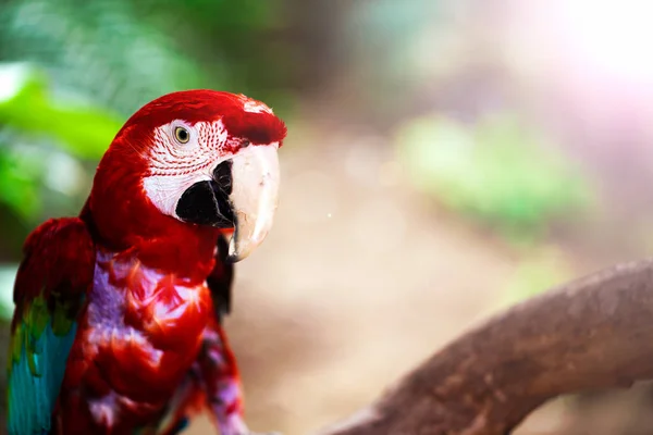 Papegaai Wilde Vogel Tropische Dier — Stockfoto