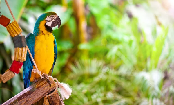 Pappagallo Selvatico Uccello Tropicale Animale — Foto Stock