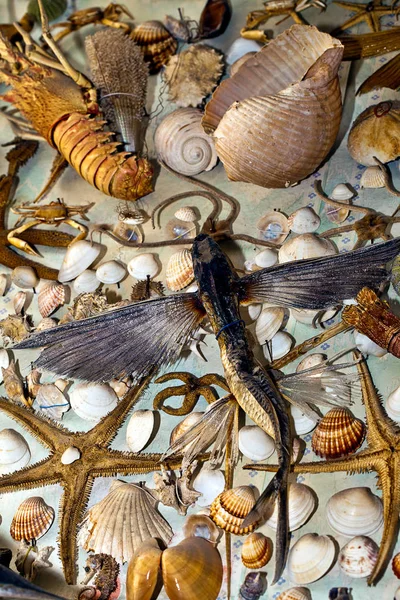 乾燥の装飾的な貝殻 — ストック写真