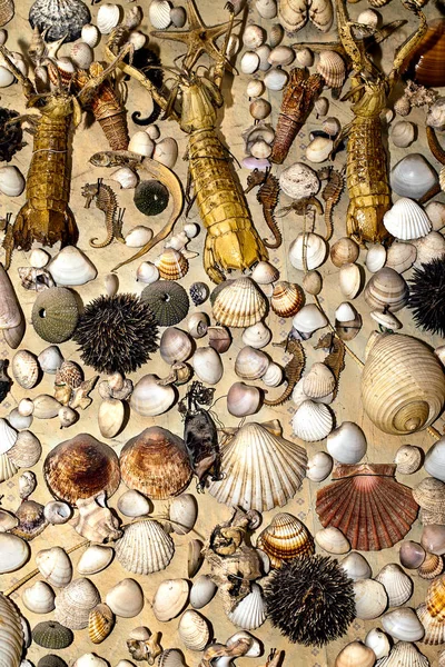 乾燥の装飾的な貝殻 — ストック写真