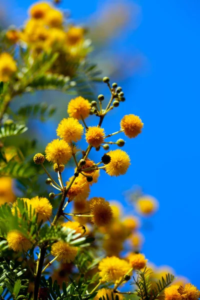 Planta Flores Amarillas Naturaleza — Foto de Stock