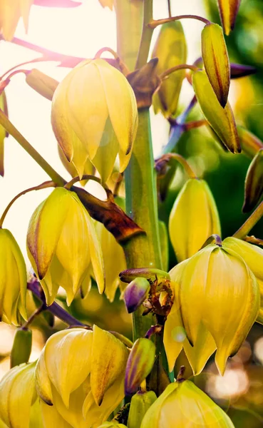 Planta Flores Amarelas Natureza — Fotografia de Stock