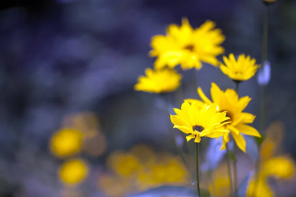 Gele Bloemen Planten Natuur — Stockfoto