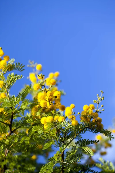 Gele Bloemen Planten Natuur — Stockfoto