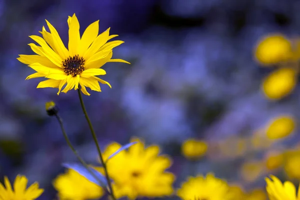 Planta Flores Amarillas Naturaleza — Foto de Stock