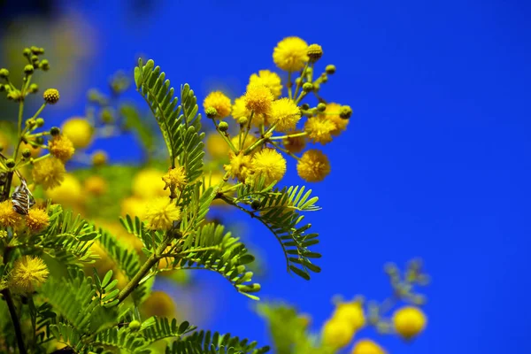 Gele Bloemen Planten Natuur — Stockfoto